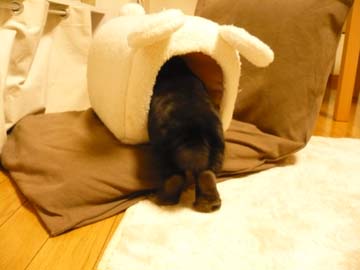 おれおにっき☆