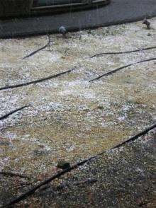 積雪