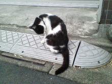 牛にゃんこ