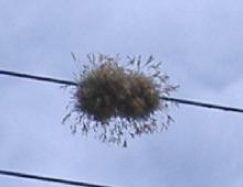 bolita