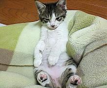 毛布の上が好きですにゃ