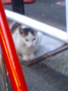街ねこ日記-081225_1635~0001.jpg