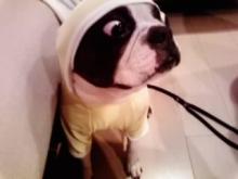 iggy2