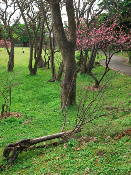 根性桜