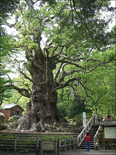 大楠