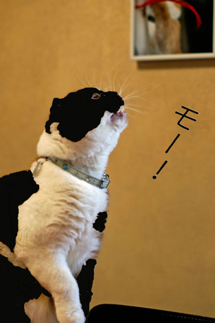 スコ猫くまきち日和＋-牛くまきち