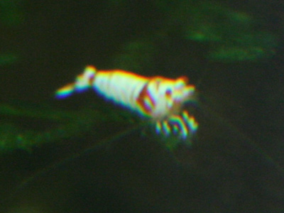 205.b