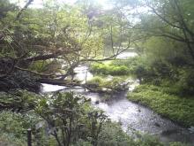 柿田川