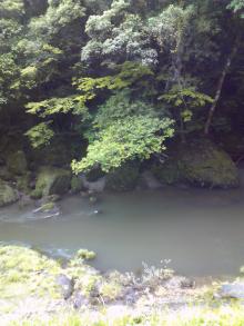 たんぽぽから