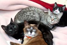 毎度お馴染み猫団子