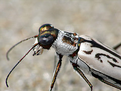 今日のニッパウ-cicindela