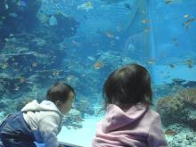 美ら海水族館