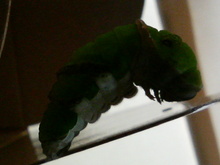 P1000664.jpg