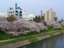 sakura