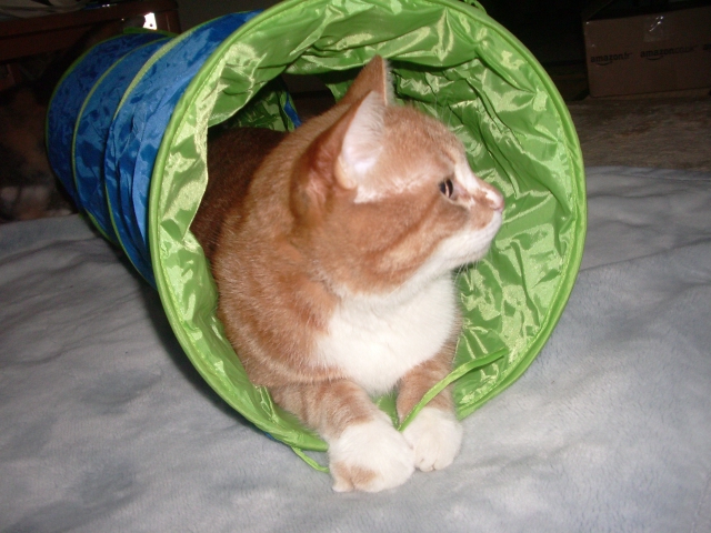 よんにゅ～おもやいで