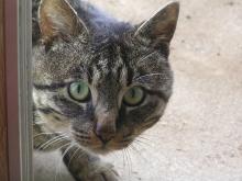 野良猫♂