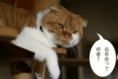 スコ猫くまきち日和＋