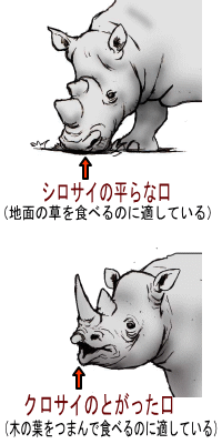 クロサイとシロサイの口の違い