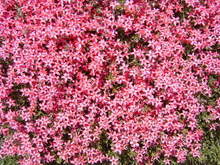 芝桜２
