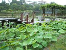 千葉公園の蓮池 6.22