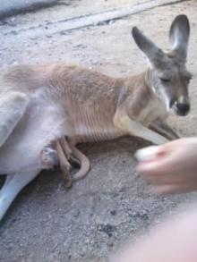 ｶﾝｶﾞﾙｰ2