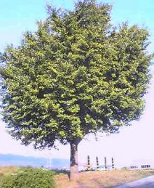 NEC_0323.jpg