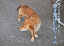 伊豆河津町
