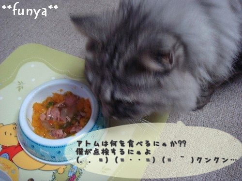 にゃんことトイプードルとふにゃ
