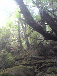 Image1313.jpg