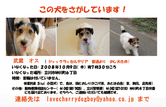 立川市迷子犬