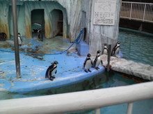 ペンギン