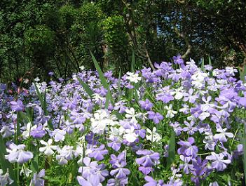 English garden