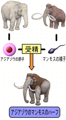 マンモス復活1