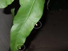 月下美人