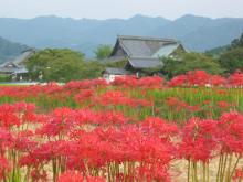 橘寺