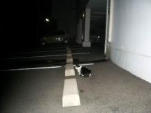 野良猫ブッチーニ