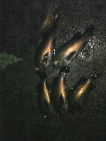 ST330019001.jpg