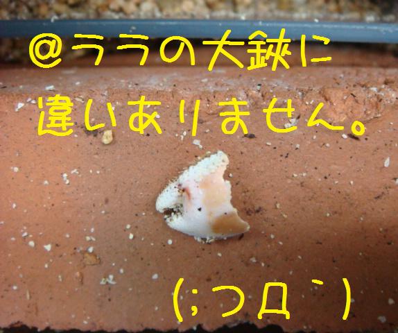 @おかやどかりな毎日-大鋏