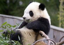 panda