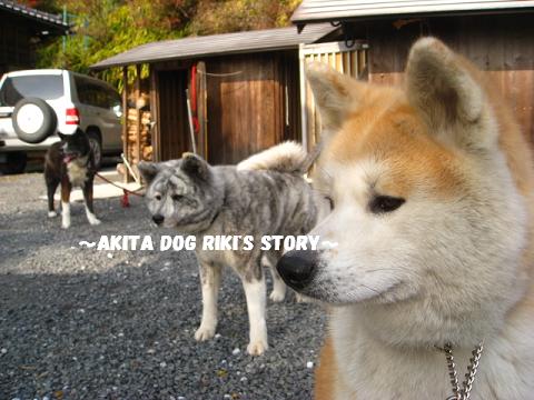 秋田犬　リキの物語