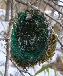 鳥の巣