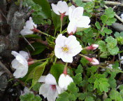 頭上ばかりじゃなく足元にも桜。