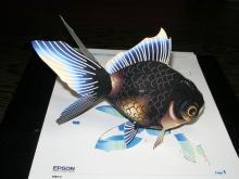 EPSON香港　黒出目金魚