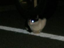 野良猫ブッチーニ