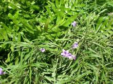 羊歯と小花