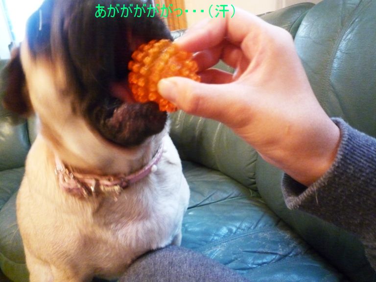 ガヴリエール・きなこ&よもぎ♪まったりパグLIFE♪