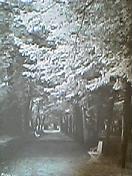 夏生