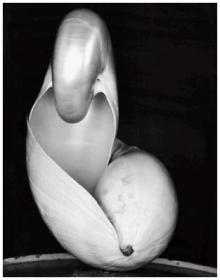 weston - shell1