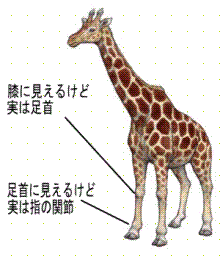 デスクトップ爆弾 動物の歩き方 川崎悟司 オフィシャルブログ 古世界の住人 Powered By Ameba