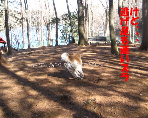 秋田犬　リキの物語